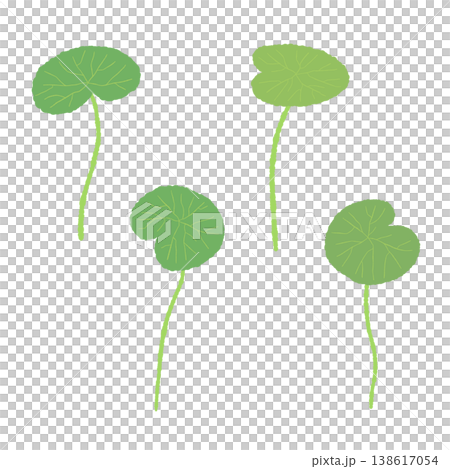 A set of illustrations featuring four variations of Centella asiatica leaves with stems. A set of illustrations featuring four variations of Centella asiatica leaves with stems. 138617054