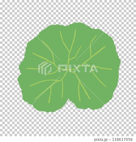 A large, detailed illustration of a centella asiatica leaf with its veins clearly depicted. A large, detailed illustration of a centella asiatica leaf with its veins clearly depicted. 138617056