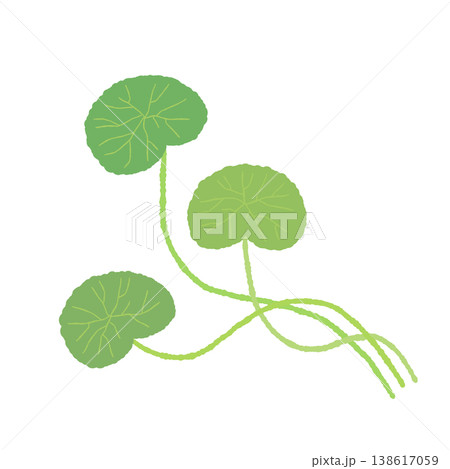 ツボクサのカーブした茎から生える3枚の葉のイラスト素材 138617059