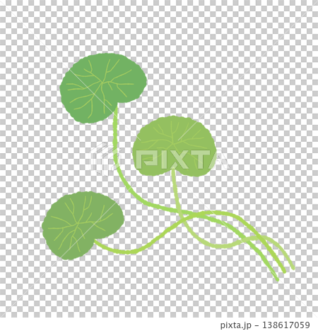 圖示為積雪草植物彎曲的莖上長出的三片葉子。 138617059