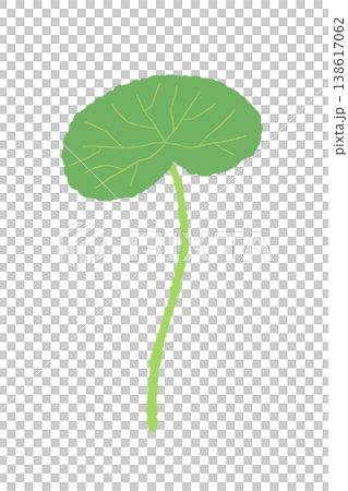A single illustration of a centella asiatica plant with a straight stem and elongated leaves. 138617062