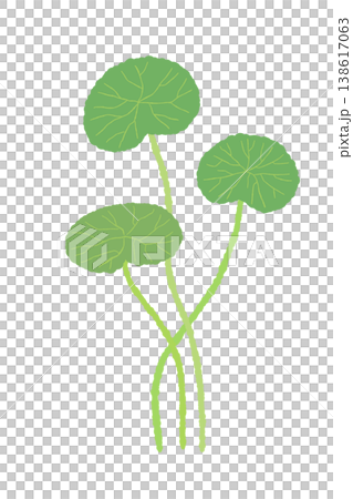 Illustration of a cluster of centella asiatica plants with three leaves growing vertically. Illustration of a cluster of centella asiatica plants with three leaves growing vertically. 138617063