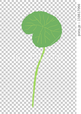 A simple illustration of the elongated leaves and stems of a centella asiatica plant. A simple illustration of the elongated leaves and stems of a centella asiatica plant. 138617066
