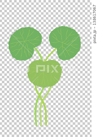 一幅垂直方向的積雪草植物插圖，有三片葉子和一根筆直的莖。 138617067