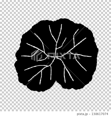 A monochrome illustration of a large Centella asiatica leaf (from directly above) with its veins depicted in detail. A monochrome illustration of a large Centella asiatica leaf (from directly above) with its veins depicted in detail. 138617074