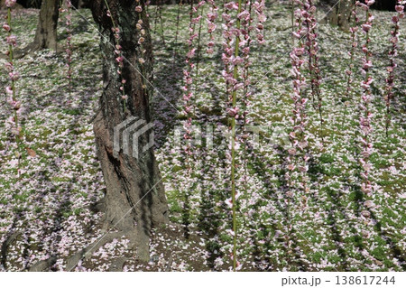 しだれ梅薫る京都城南宮の春 138617244