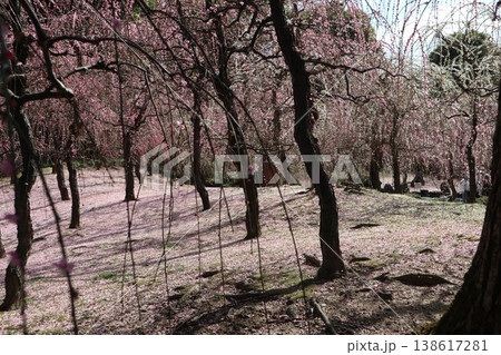 しだれ梅薫る京都城南宮の春 138617281