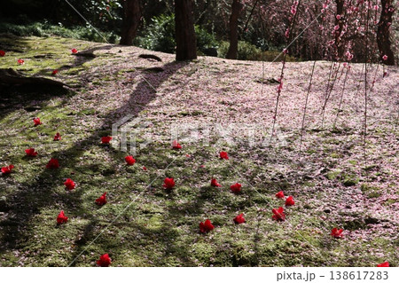 しだれ梅薫る京都城南宮の春 138617283