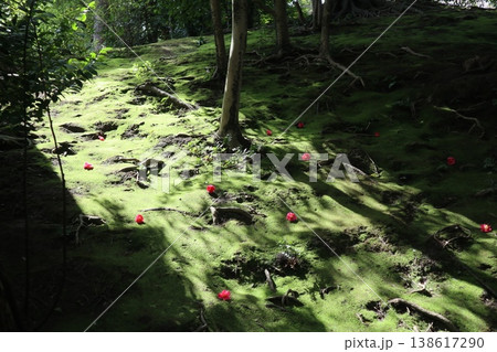 しだれ梅薫る京都城南宮の春 138617290