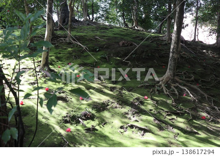 しだれ梅薫る京都城南宮の春 138617294