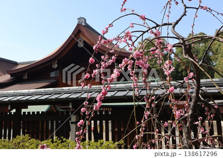 しだれ梅薫る京都城南宮の春 しだれ梅薫る京都城南宮の春 138617296