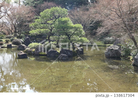 しだれ梅薫る京都城南宮の春 138617304