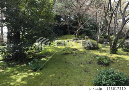 しだれ梅薫る京都城南宮の春 138617310