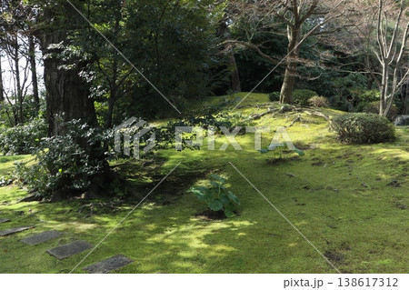 しだれ梅薫る京都城南宮の春 しだれ梅薫る京都城南宮の春 138617312