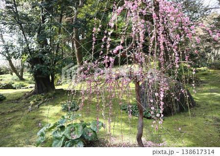 しだれ梅薫る京都城南宮の春 138617314