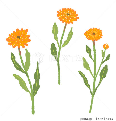 カレンデュラの茎と葉が付いた3本の花イラストセット 138617343
