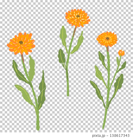 カレンデュラの茎と葉が付いた3本の花イラストセット 138617343