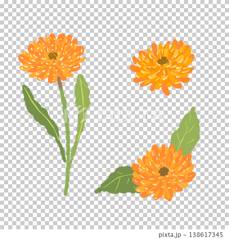 一組插圖，展示了金盞花的花朵、葉子和莖的各種變化。 138617345