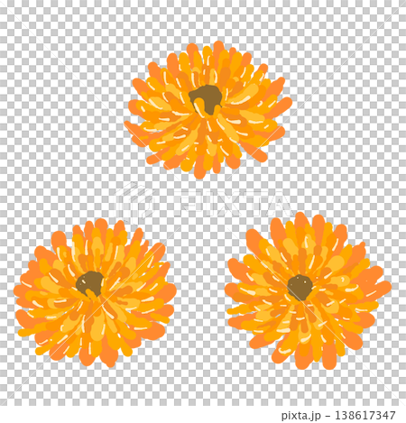 A set of illustrations of three calendula flowers (overhead view). A set of illustrations of three calendula flowers (overhead view). 138617347