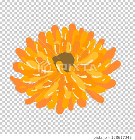 Illustration of a single calendula flower (diagonal view) Illustration of a single calendula flower (diagonal view) 138617348