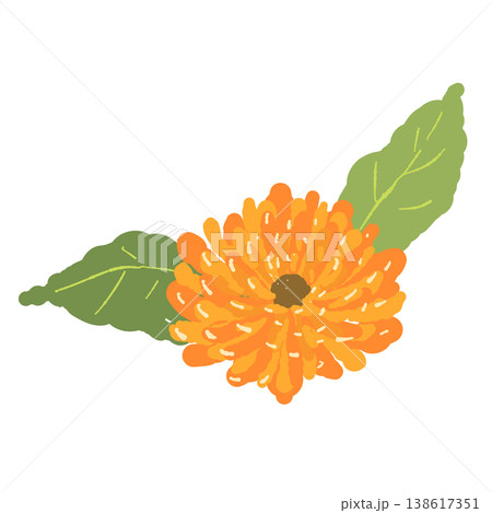 カレンデュラの緑の葉が付いた単体の花イラスト素材 138617351