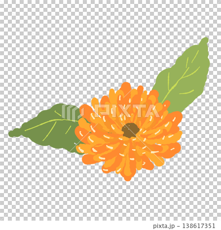 カレンデュラの緑の葉が付いた単体の花イラスト素材 138617351