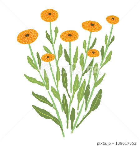 カレンデュラの複数の花と茎が茂る群生イラスト素材 カレンデュラの複数の花と茎が茂る群生イラスト素材 138617352