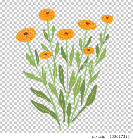 カレンデュラの複数の花と茎が茂る群生イラスト素材 カレンデュラの複数の花と茎が茂る群生イラスト素材 138617352