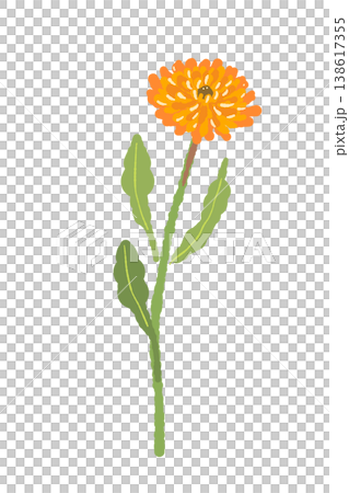 一幅金盞花的插圖，花莖筆直。 138617355