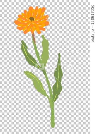 一幅金盞花的插圖，花莖略微彎曲。 138617356