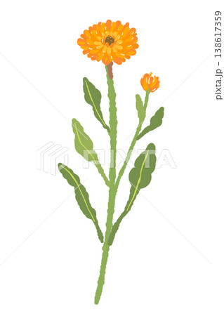 カレンデュラの蕾と茎が付いた花単体イラスト素材 カレンデュラの蕾と茎が付いた花単体イラスト素材 138617359