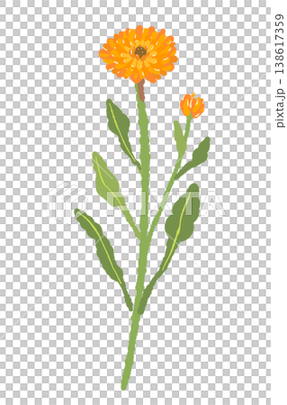 カレンデュラの蕾と茎が付いた花単体イラスト素材 カレンデュラの蕾と茎が付いた花単体イラスト素材 138617359