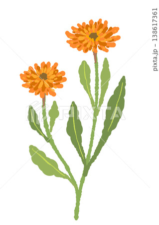 カレンデュラの2輪の花と茎が付いたイラスト素材 138617361