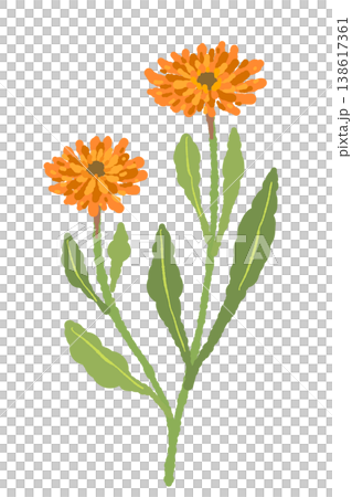 カレンデュラの2輪の花と茎が付いたイラスト素材 138617361