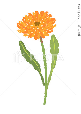 カレンデュラの斜めの茎が付いた花単体イラスト素材 138617363