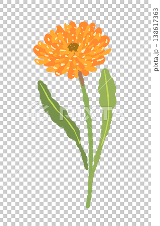 カレンデュラの斜めの茎が付いた花単体イラスト素材 138617363
