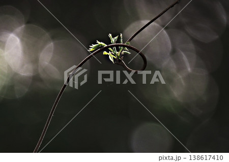 春、木漏れ日に芽吹く藤の花の新芽 138617410