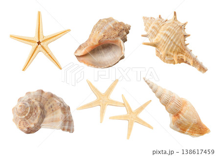 Seashells and starfish for a summer vibe, PNG 138617459