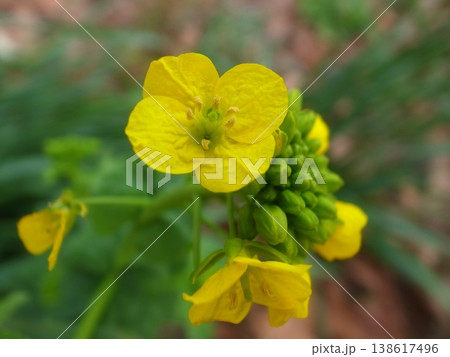菜の花 138617496