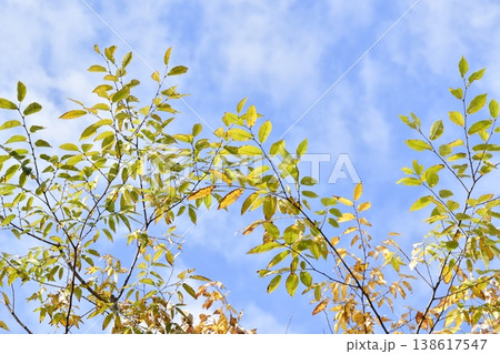 秋の空と紅葉 秋の空と紅葉 138617547