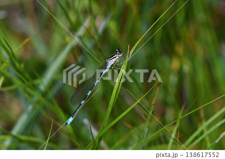 キタイトトンボの雄（北海道・鶴居村） 138617552