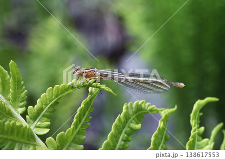 キタイトトンボの雌（北海道・鶴居村） 138617553