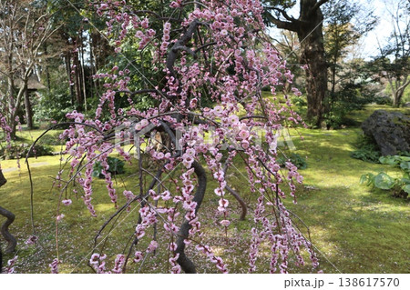 しだれ梅薫る京都城南宮の春 138617570