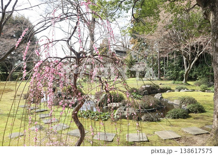 しだれ梅薫る京都城南宮の春 しだれ梅薫る京都城南宮の春 138617575