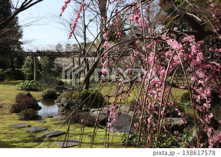 しだれ梅薫る京都城南宮の春 138617578