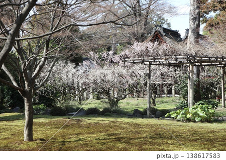 しだれ梅薫る京都城南宮の春 138617583
