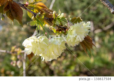 黄緑色の御衣黄の花 黄緑色の御衣黄の花 138617584