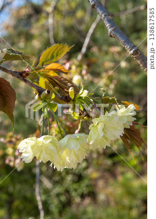 黄緑色の御衣黄の花 黄緑色の御衣黄の花 138617585
