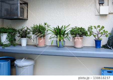 屋外の観葉植物 屋外の観葉植物 138618237