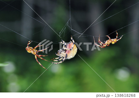 アカオニグモの雌に求愛する2匹の雄（北海道・鶴居村） 138618268